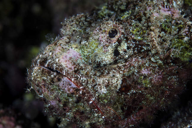 Diablo scorpionfish primer plano disparo - foto de stock
