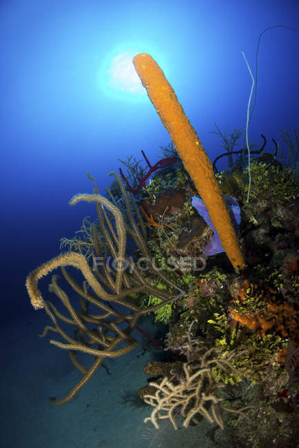 Colorful reef with tube sponge and soft coral, Jardines De La Reina, Cuba — Stock Photo