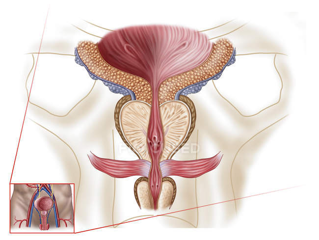 Медицинская иллюстрация анатомии предстательной железы — стоковое фото