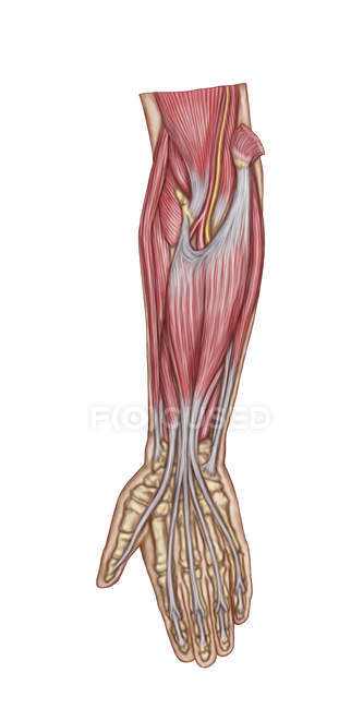 Медична ілюстрація анатомії м'язів передпліччя — стокове фото