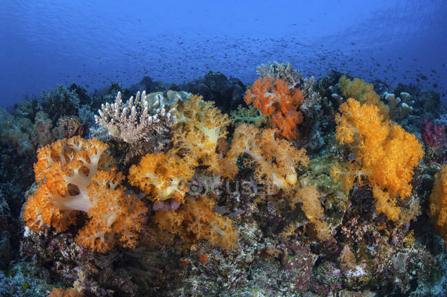 М'який корал колоній ростуть на риф — стокове фото