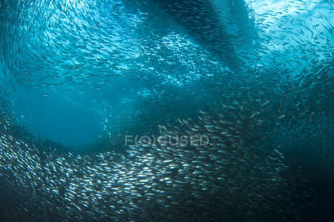 School of Sardines in Moalboal — Stock Photo