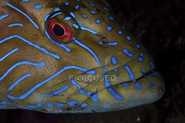 Linha azul grouper close up headshot — Fotografia de Stock