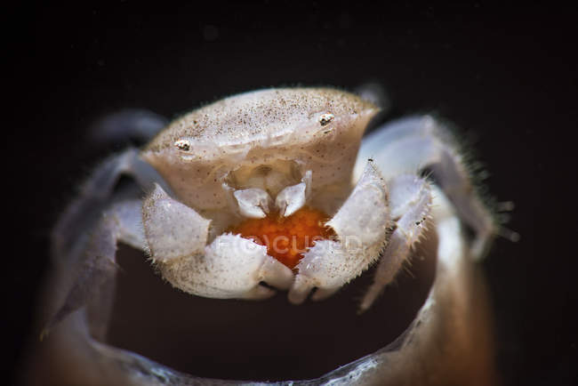 Tube éponge crabe portant des œufs — Photo de stock