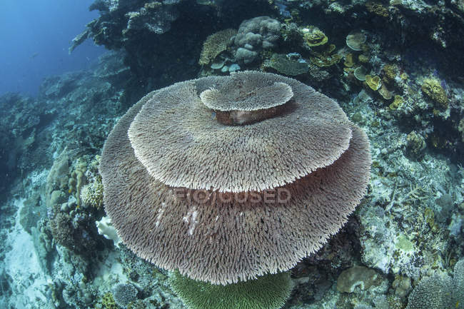Large table coral on reef — Stock Photo