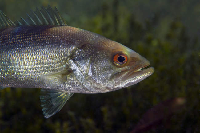 Florida largemouth bass — Stock Photo