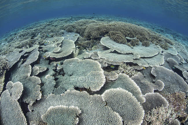 Хрупкие кораллы на мелководье — стоковое фото