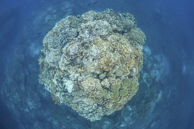 Gran bombardeo de coral en el arrecife - foto de stock