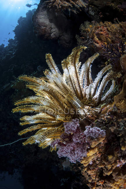 Crinoide colorato sul pendio della barriera corallina — Foto stock