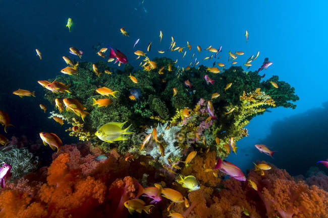 Рифовая сцена с рыбой-антиасом — стоковое фото