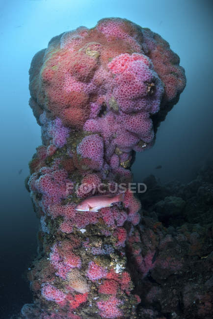 Weißdornriff mit Korallen bedeckt — Stockfoto
