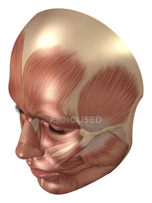 Anatomy of human face muscles — Stock Photo