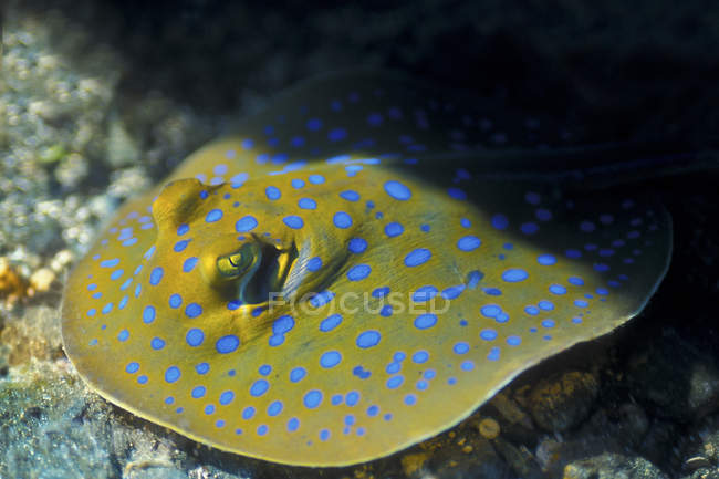 Blu maculato laguna fantail ray — Foto stock