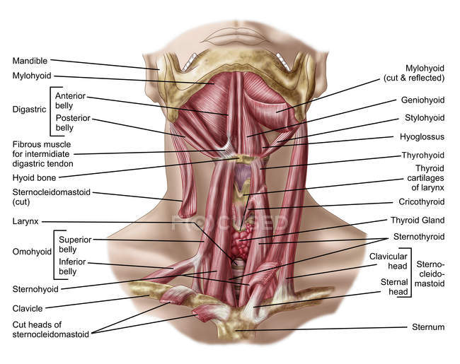 Anatomía de los huesos y músculos hioides humanos - foto de stock