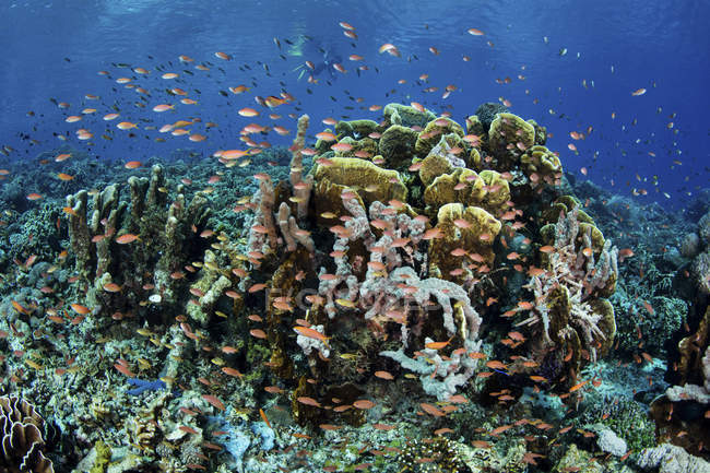 Peixes de recifes coloridos nadando perto de Alor — Fotografia de Stock