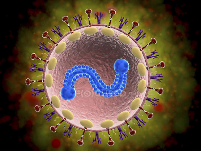 Vista microscópica del virus respiratorio sincitial del VRS humano - foto de stock
