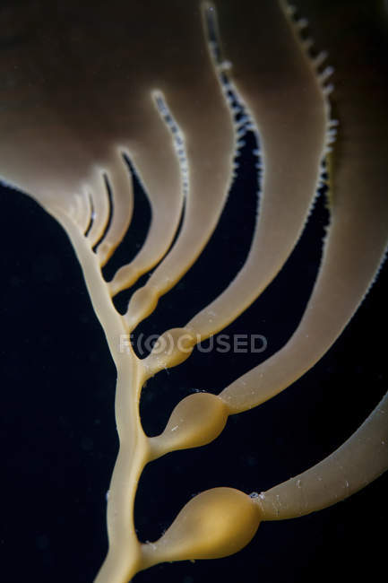 Giant kelp ramo close-up tiro — Fotografia de Stock