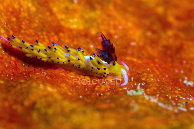 Favorinus sea slug on orange coral — Stock Photo