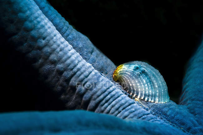 Escargot étoilé cristallin — Photo de stock