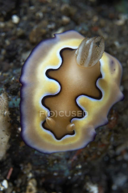 Chromodoris coi nudibranch limace marine — Photo de stock