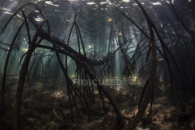 Raggi di sole nelle ombre subacquee della foresta di mangrovie — Foto stock