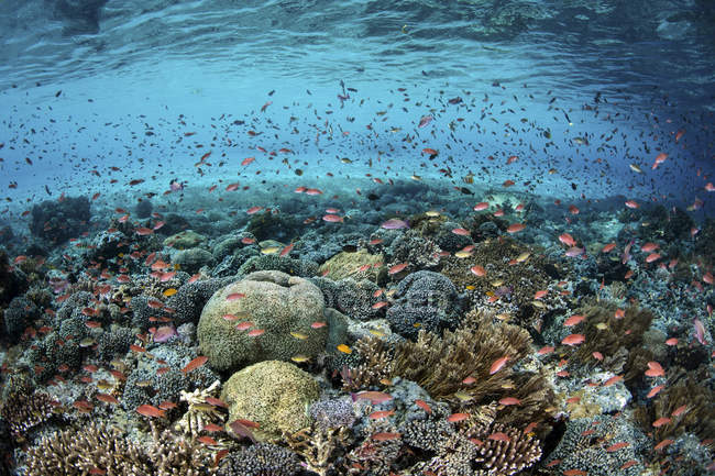 Coloridos peces nadando por encima de los corales - foto de stock