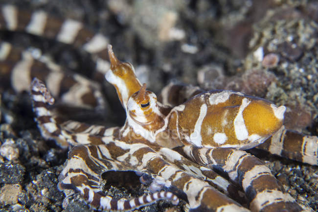 Wonderpus octopus on seabed — стоковое фото