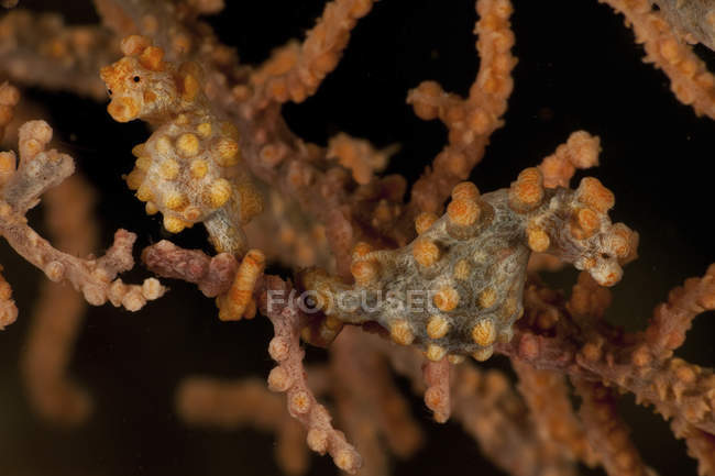 Пара желтых карликовых морских коньков — стоковое фото