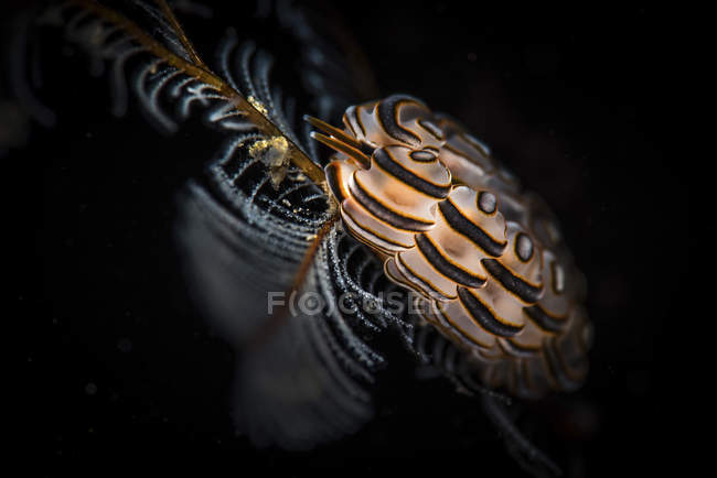 Donut nudibranch closeup shot — Stock Photo