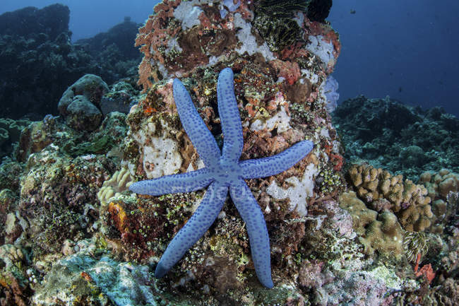 Stella marina aggrappata alla barriera corallina — Foto stock