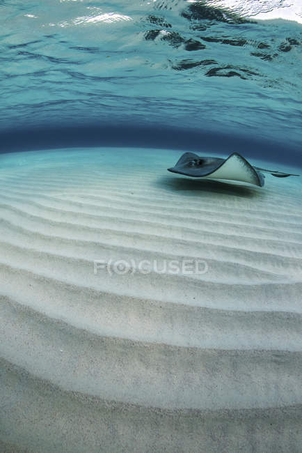 Stingray nadando sobre fundo arenoso — Fotografia de Stock