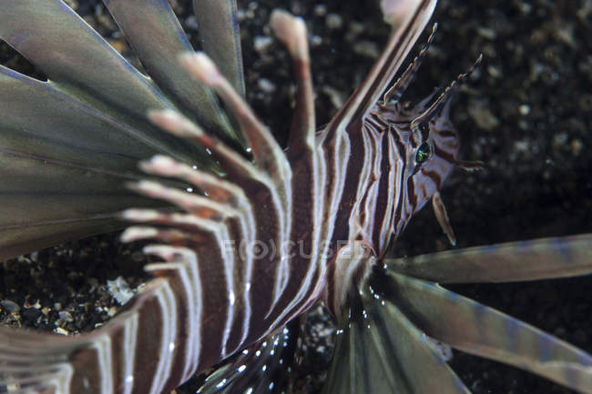 Kodipungi lionfish close-up tiro — Fotografia de Stock