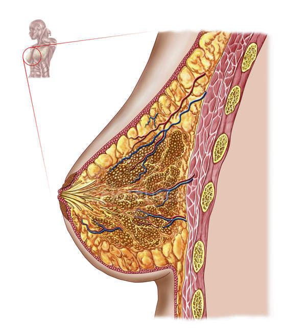 Ilustración médica de la anatomía del seno femenino - foto de stock
