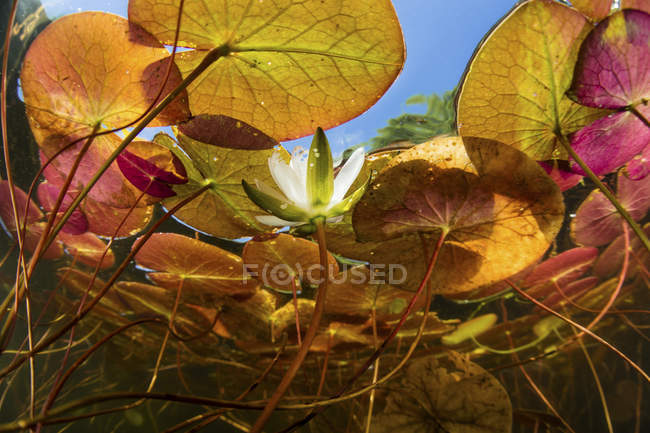 Colorful lily pads growing in freshwater lake — Stock Photo