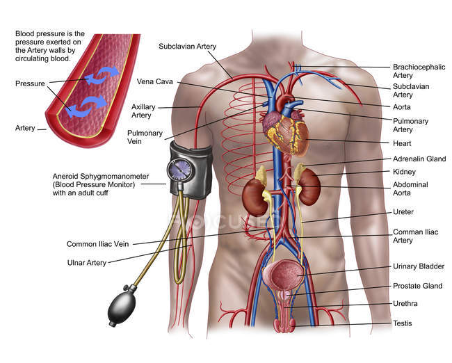 Presión arterial y sistema circulatorio con etiquetas - foto de stock