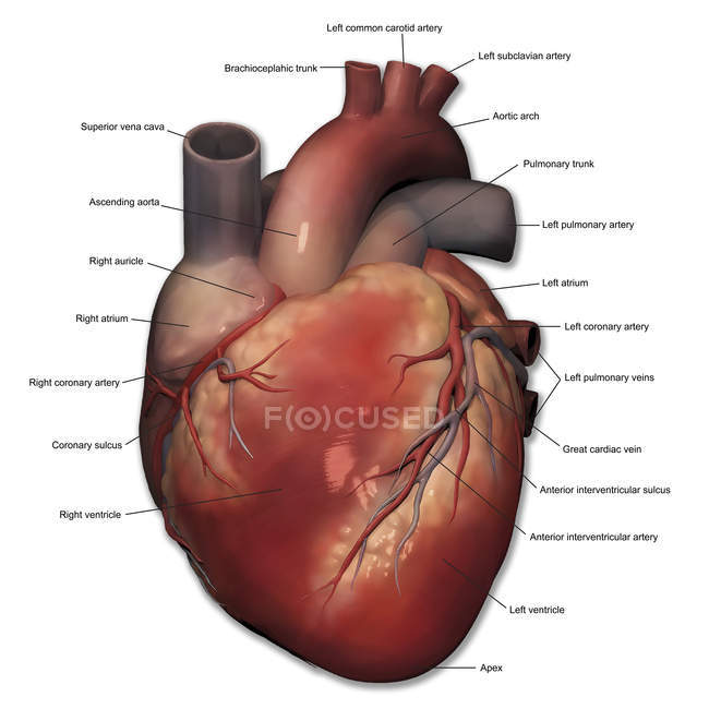 Передня зору людського серця — стокове фото