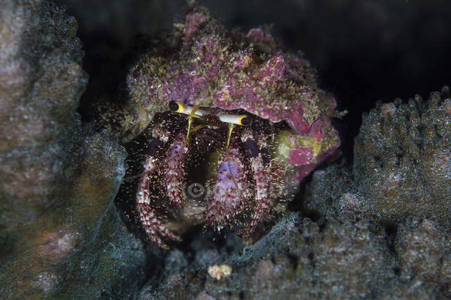 Краб-отшельник, ползающий по рифу — стоковое фото