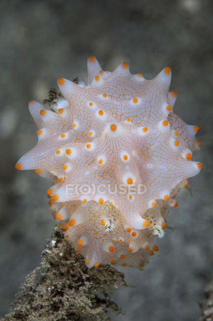 Nudibranche colorée sur le récif — Photo de stock