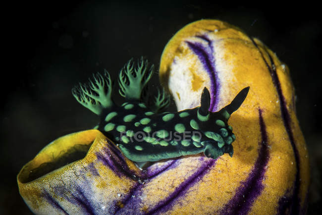 Nembrotha cristata голожаберных — стоковое фото