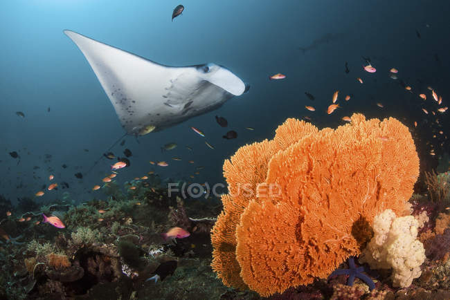 Giant oceanic manta ray — Stock Photo