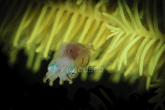 Pigmeu Cuttlefish close-up tiro — Fotografia de Stock