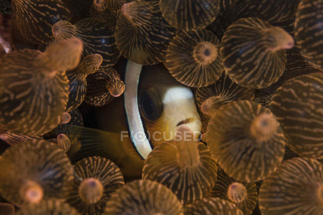 Кларк anemonefish в щупальця anemone — стокове фото