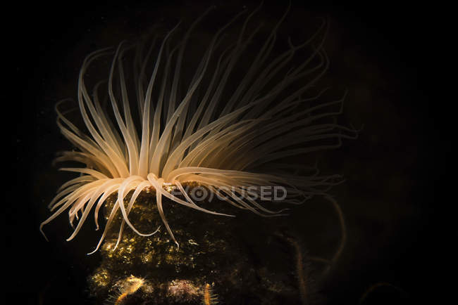 Illuminated tube anemone in dark water — Stock Photo