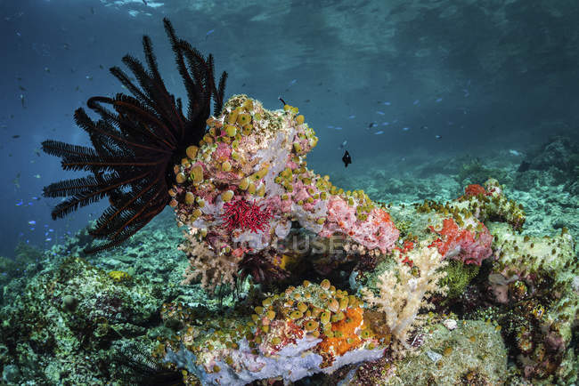 Crinoide e tunicati che coprono la barriera corallina poco profonda — Foto stock
