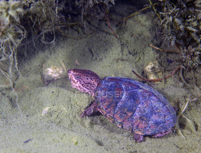 Loggerhead musk turtle looking up — Stock Photo