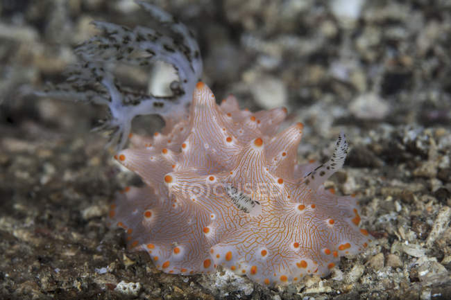 Halgerda batangas nudibranch sobre fondo de mar arenoso - foto de stock
