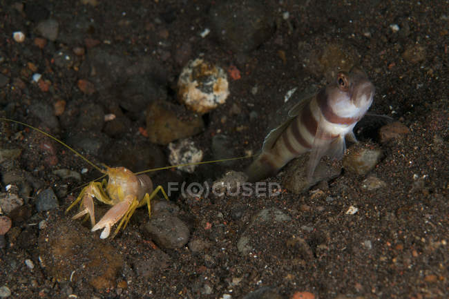 Blue goby with blind shrimp — Stock Photo
