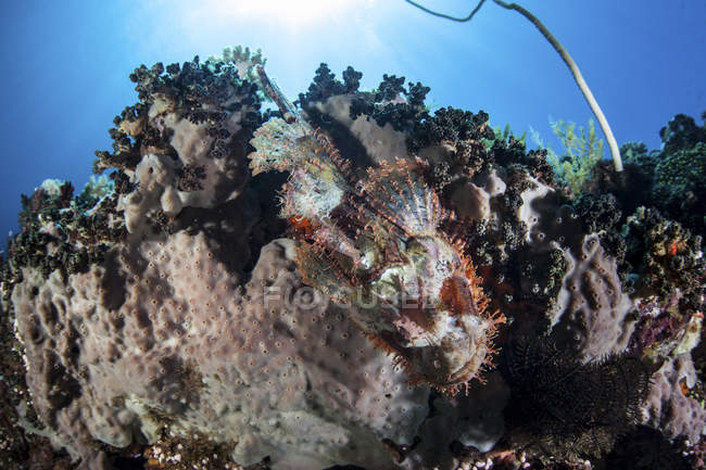 Скорпіонна риба плаває над кораловим рифом — стокове фото