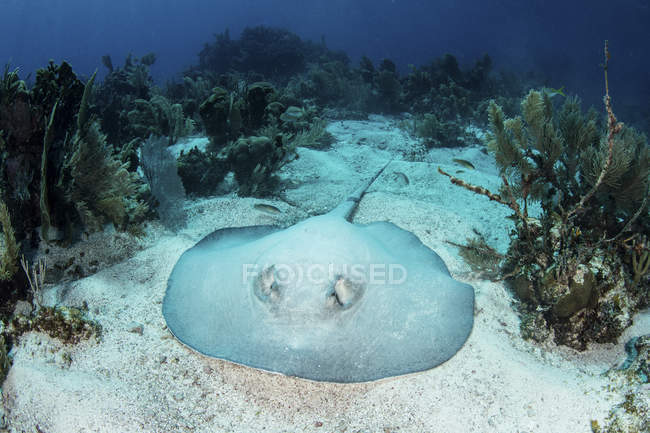 Roughtail stingray resting on the seafloor — Stock Photo