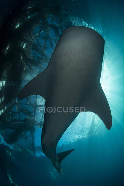 Whale shark silhouetted against nets — Stock Photo